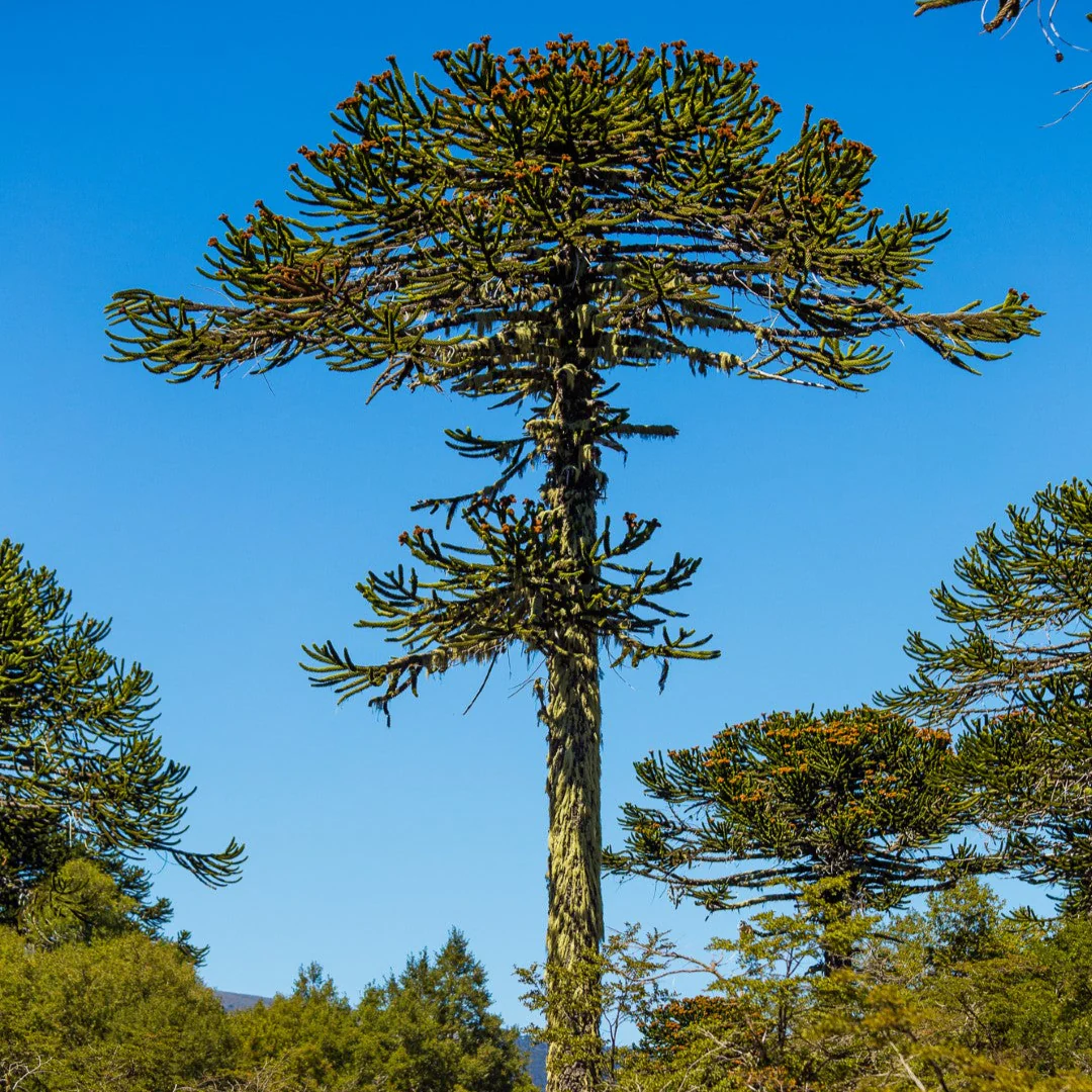 Araucaria Araucana Seeds For Planting Your Guide to Cultivating and Caring for the Iconic Monkey Puzzle Tree in Your Garden - Image 3