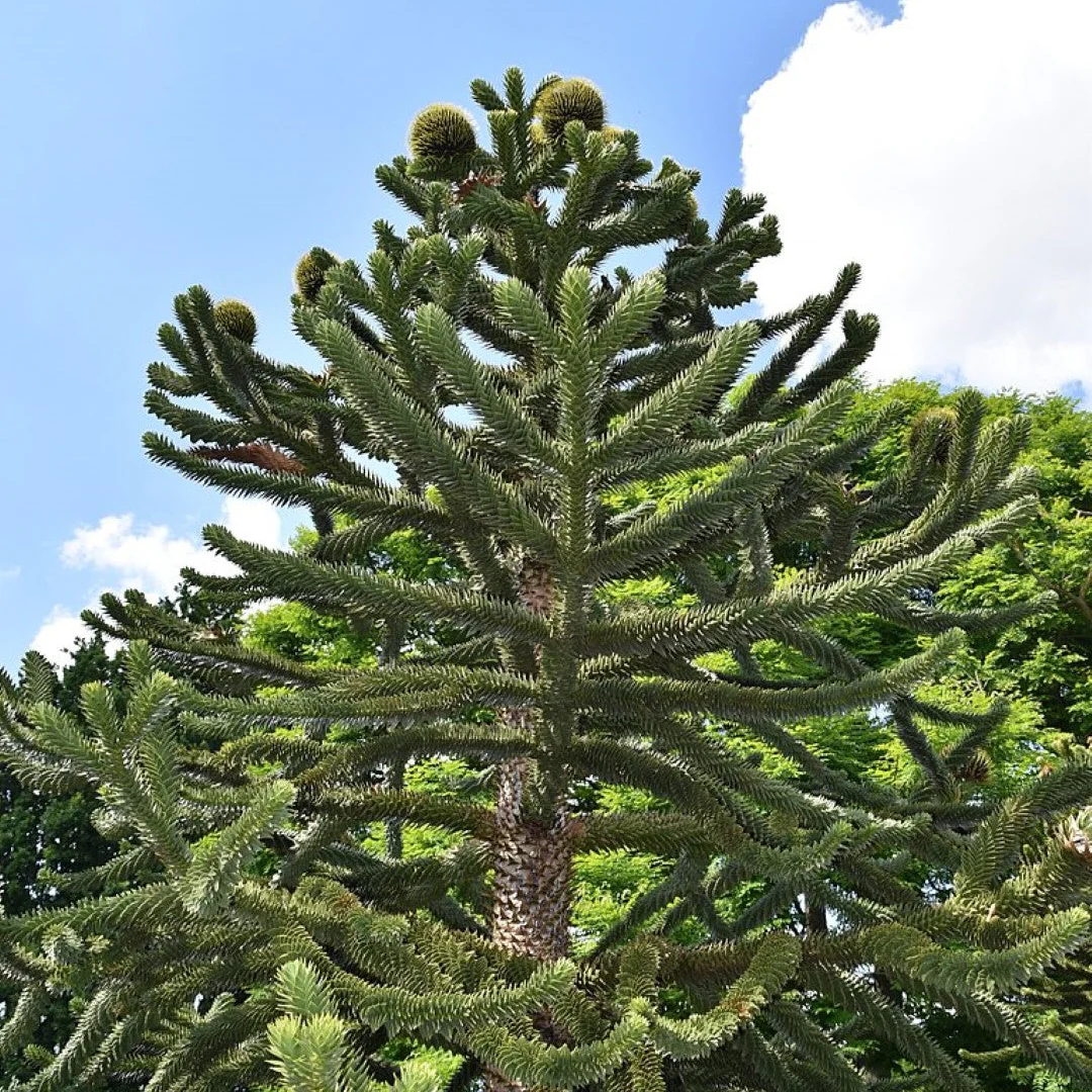 Araucaria Araucana Seeds For Planting Your Guide to Cultivating and Caring for the Iconic Monkey Puzzle Tree in Your Garden - Image 4