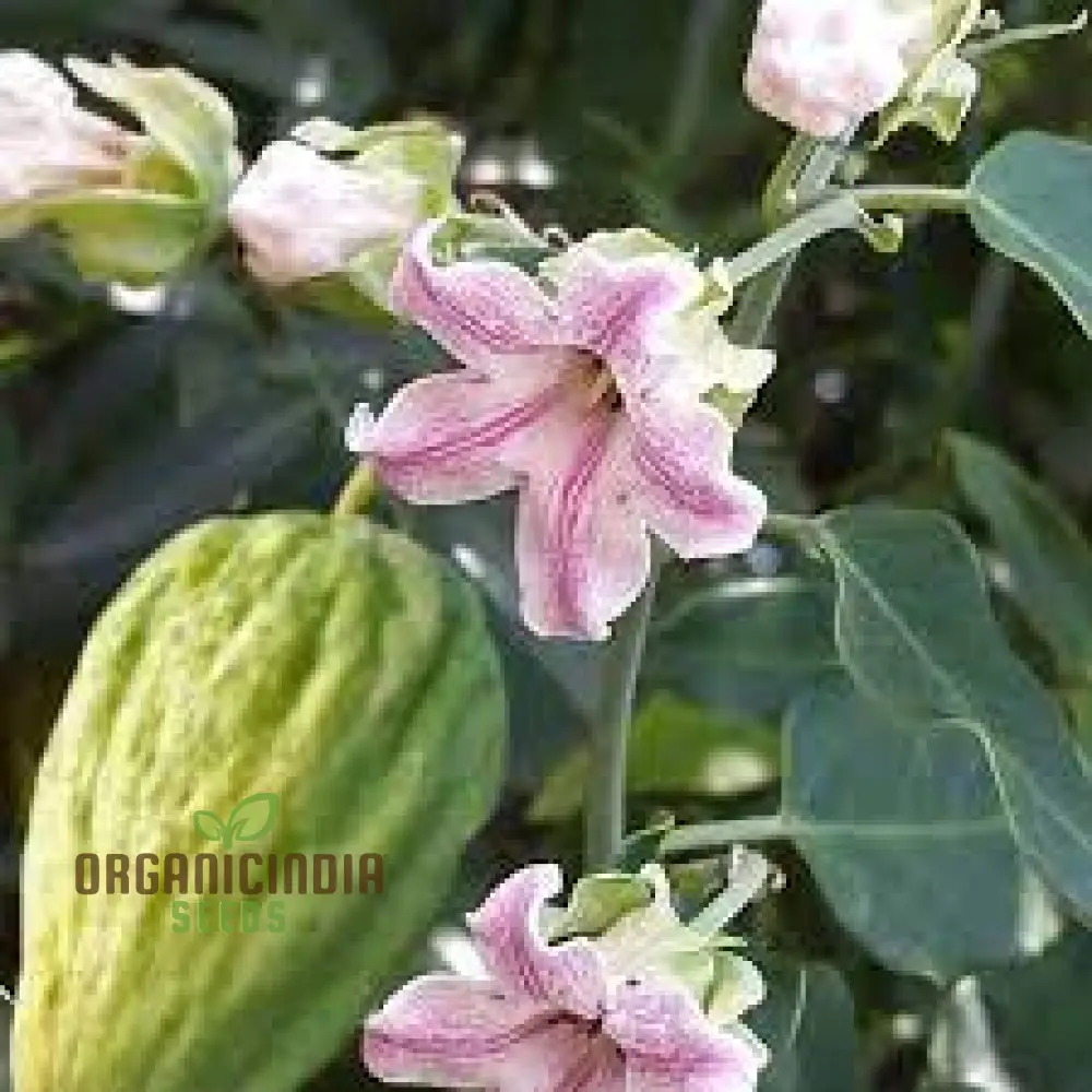 Araujia Sericifera Seeds For Planting : Captivating Butterfly Vine for Your Garden Oasis - Shop Now