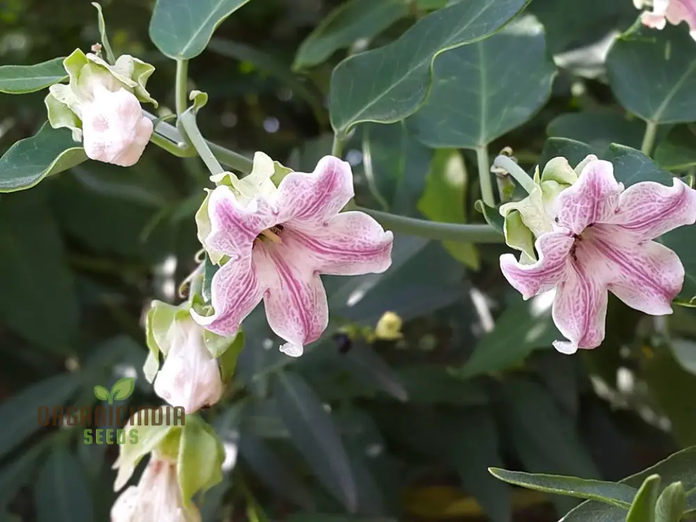 Araujia Sericifera Seeds For Planting : Captivating Butterfly Vine for Your Garden Oasis - Shop Now - Image 3