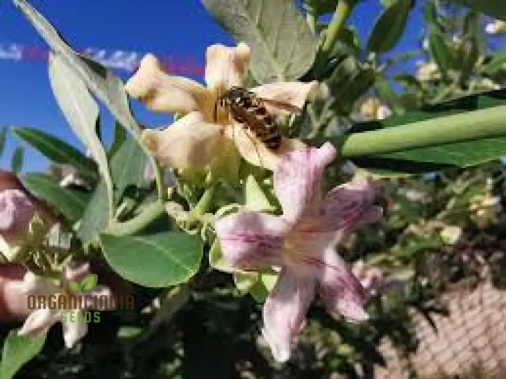Araujia Sericifera Seeds For Planting : Captivating Butterfly Vine for Your Garden Oasis - Shop Now - Image 4