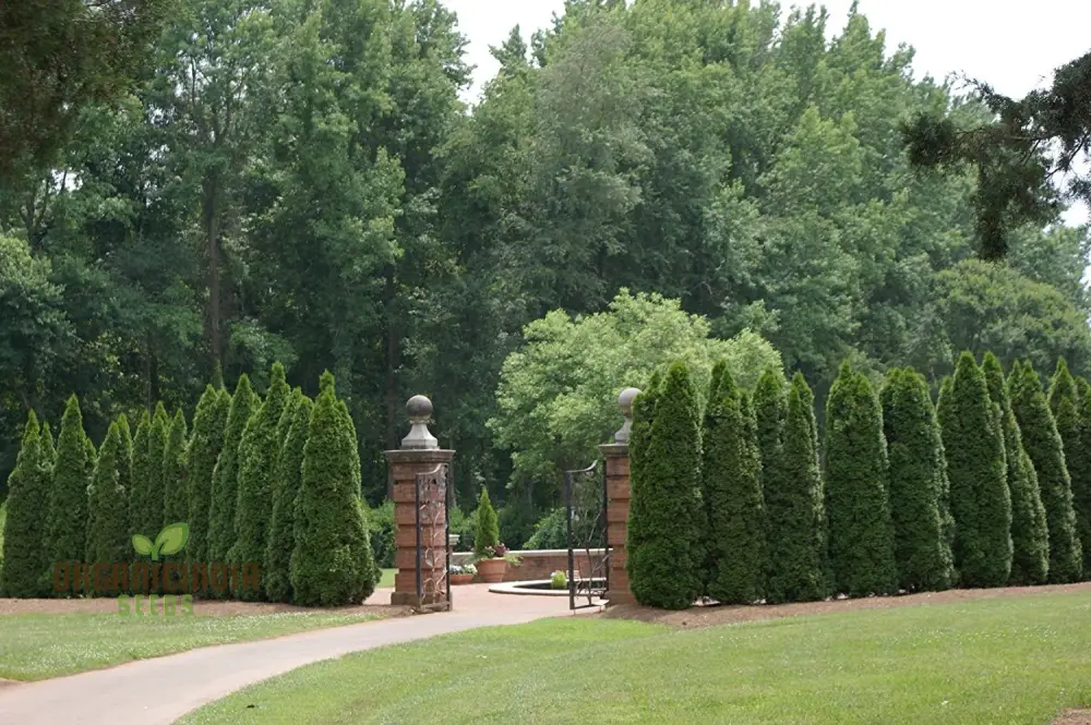 Arborvitae Shrub Seeds, Planting - 100 pcs