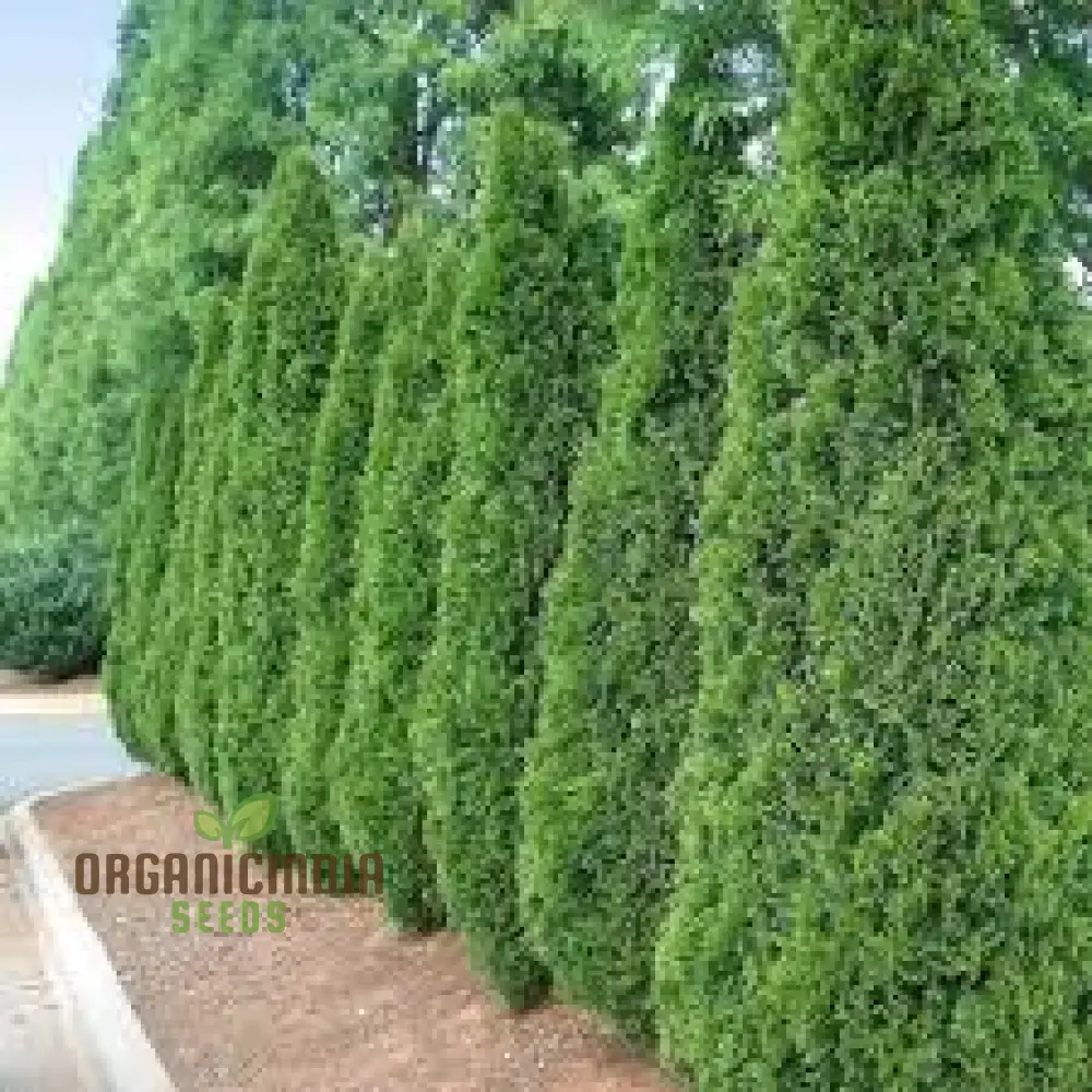 Arborvitae Shrub Seeds, Planting - 100 pcs - Image 2