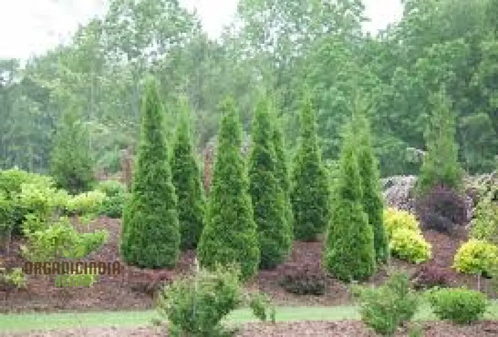 Arborvitae Shrub Seeds, Planting - 100 pcs - Image 3