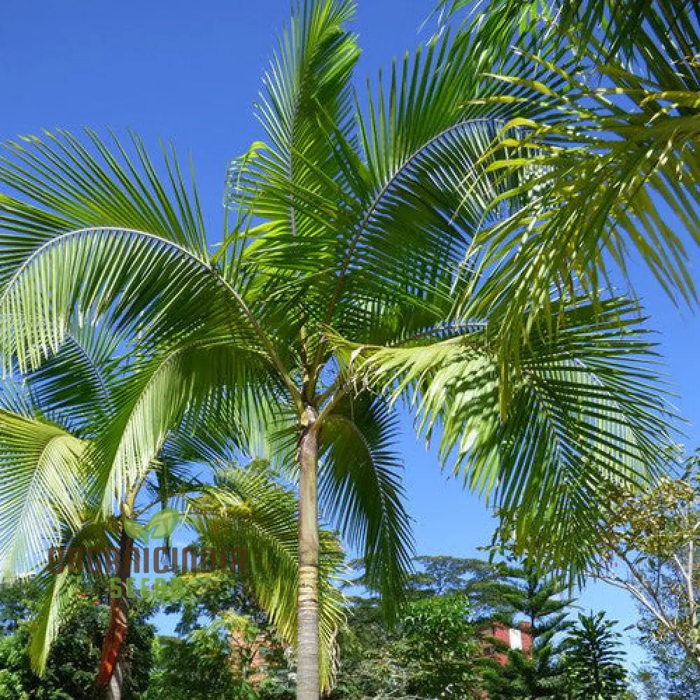 Archontophoenix Cunninghamiana Seeds For Planting: Grace Your Garden with Majestic King Palms"