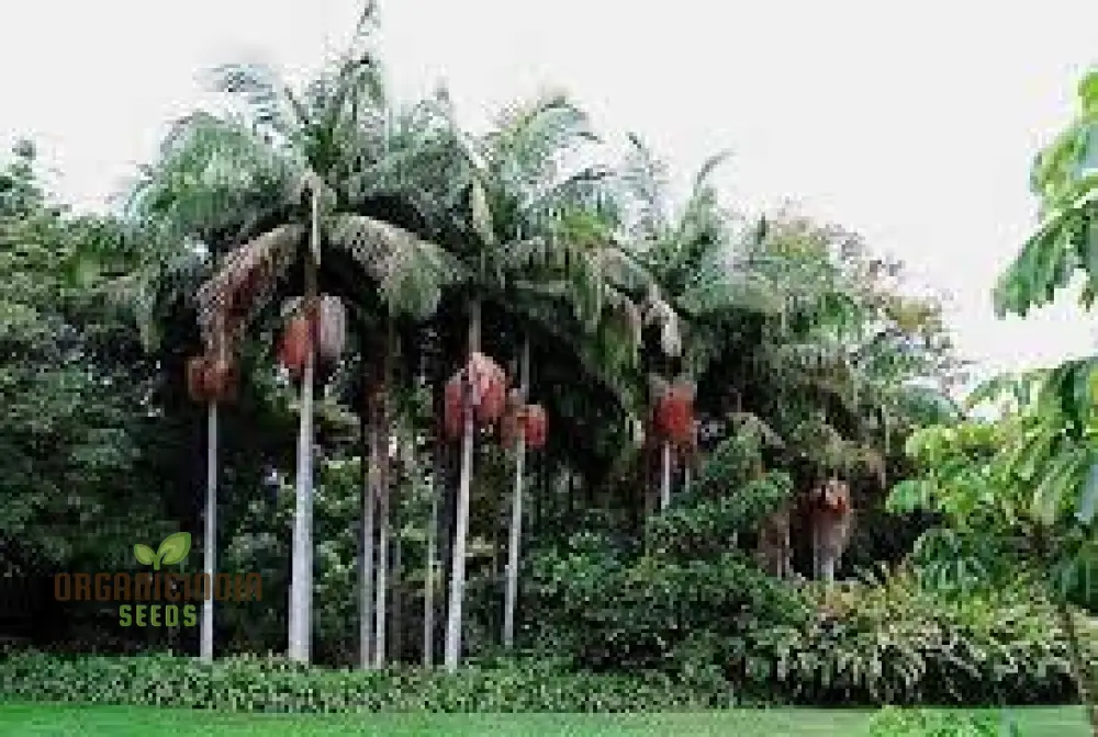 Archontophoenix Cunninghamiana Seeds For Planting: Grace Your Garden with Majestic King Palms" - Image 2