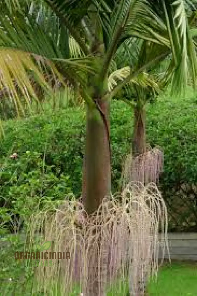 Archontophoenix Cunninghamiana Seeds For Planting: Grace Your Garden with Majestic King Palms" - Image 3