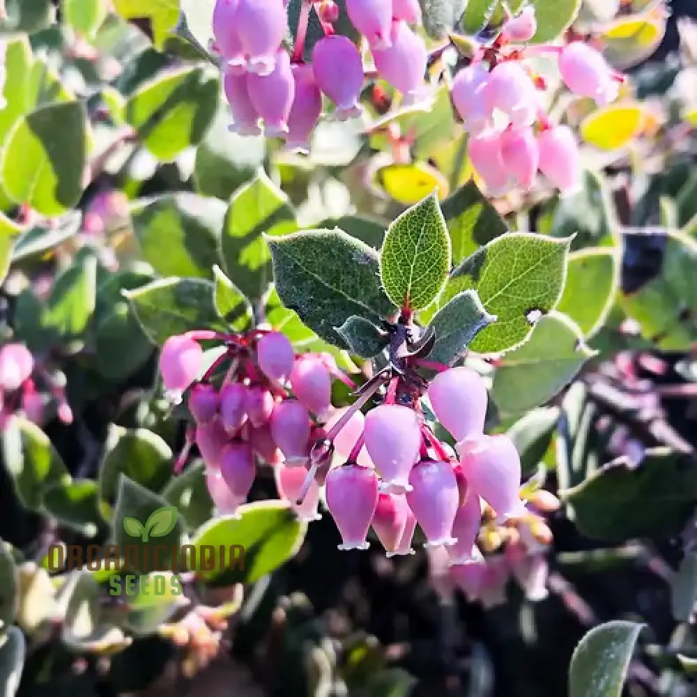 Arctostaphylos Manzanita seeds Manzanita plant seeds