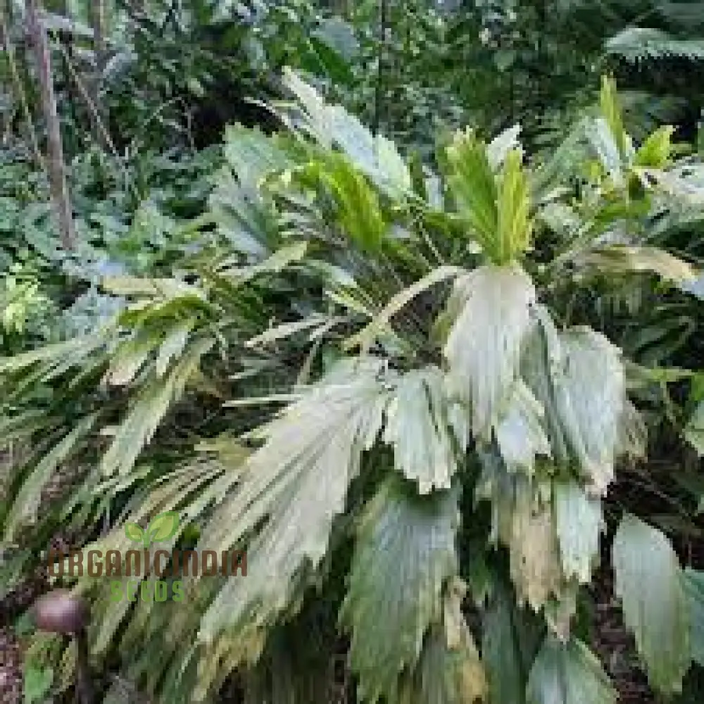 Arenga Caudata Seeds For Planting: Exquisite Gardening Delights for Discerning Enthusiasts"