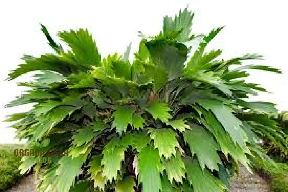 Arenga Caudata Seeds For Planting: Exquisite Gardening Delights for Discerning Enthusiasts" - Image 2