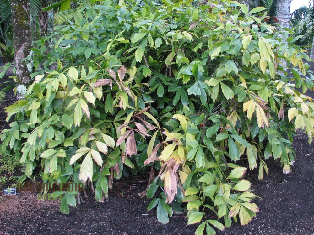 Arenga Caudata Seeds For Planting: Exquisite Gardening Delights for Discerning Enthusiasts" - Image 3