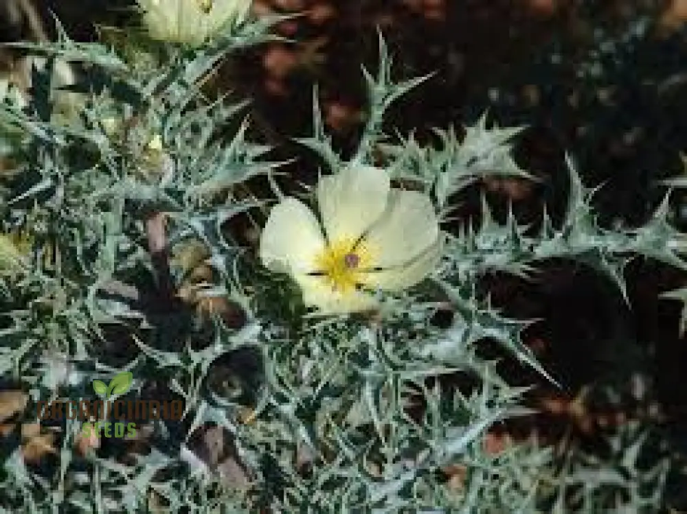 Argemone Ochroleuca Seeds – Yellow Prickly Poppy Variety for Striking Garden Displays - Image 2