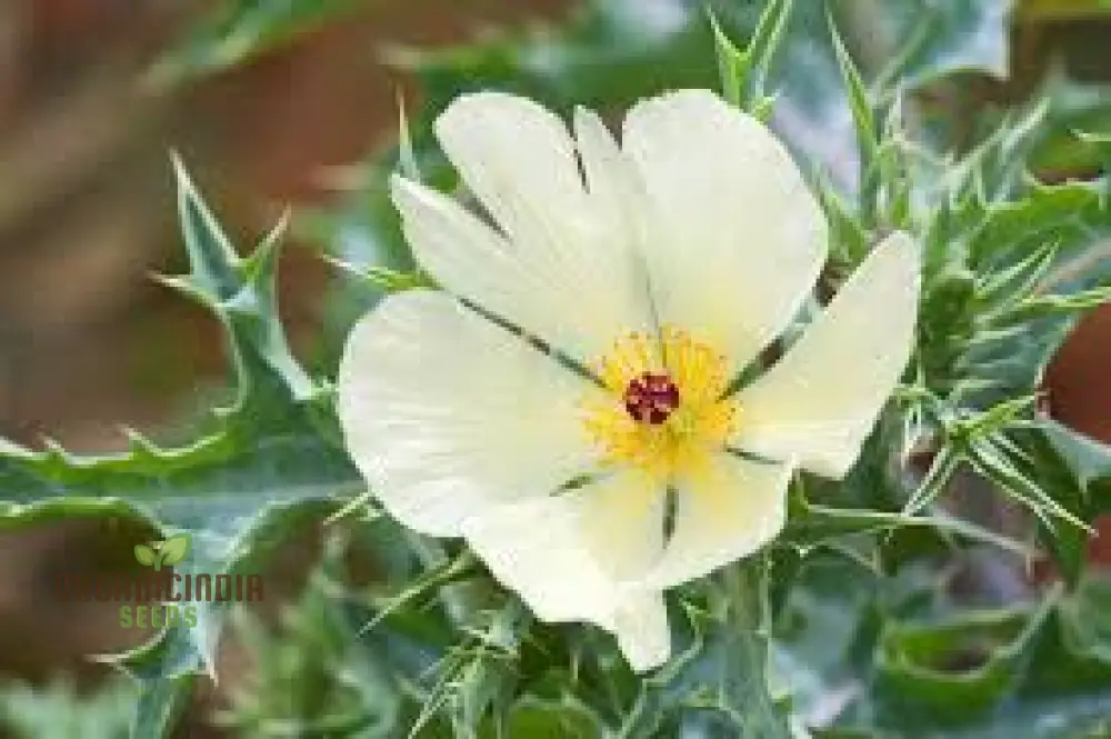 Argemone Ochroleuca Seeds – Yellow Prickly Poppy Variety for Striking Garden Displays - Image 4