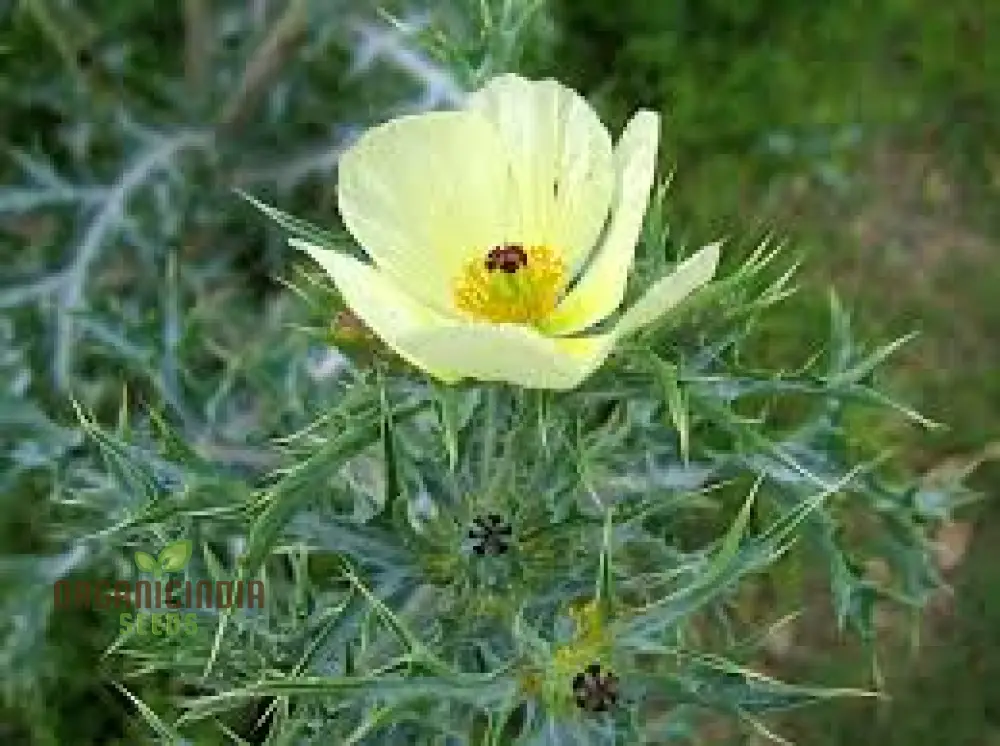 Argemone Ochroleuca Seeds – Yellow Prickly Poppy Variety for Striking Garden Displays - Image 5
