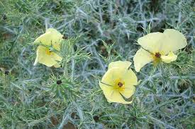 Argemone Ochroleuca Seeds – Yellow Prickly Poppy Variety for Striking Garden Displays - Image 7