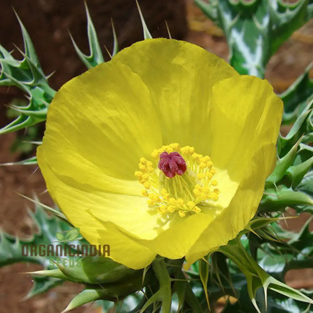 Argemone Subfusiformis Flower Seeds For Planting: Exquisite Gardening Marvel for Discerning Plant Enthusiasts