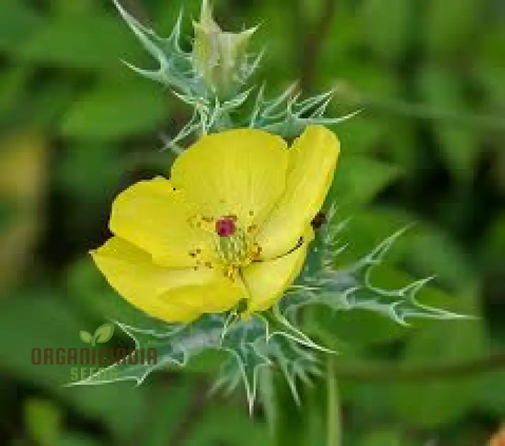 Argemone Subfusiformis Flower Seeds For Planting: Exquisite Gardening Marvel for Discerning Plant Enthusiasts - Image 3