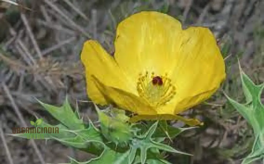 Argemone Subfusiformis Flower Seeds For Planting: Exquisite Gardening Marvel for Discerning Plant Enthusiasts - Image 4