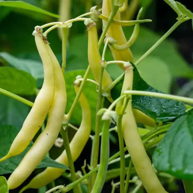 Arikara Yellow Bean Seeds For Planting - Heirloom Gardening Delight for Abundant Harvests"
