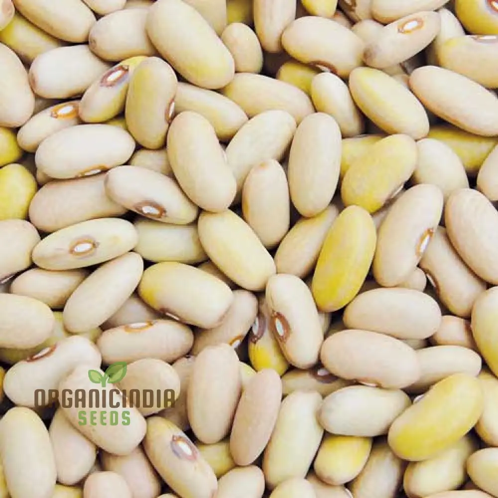 Arikara Yellow Bean Seeds For Planting - Heirloom Gardening Delight for Abundant Harvests" - Image 3