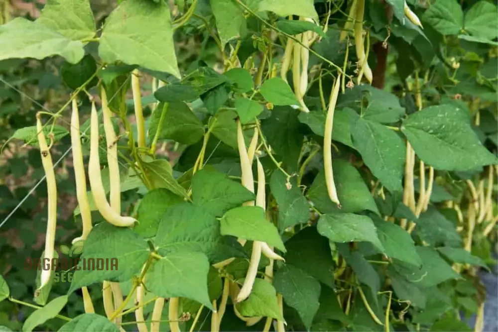 Arikara Yellow Bean Seeds For Planting - Heirloom Gardening Delight for Abundant Harvests" - Image 4