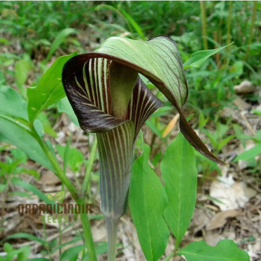 Arisaema Amurense Seeds For Planting: Exquisite Shade Garden Elegance for Enthusiasts of Unique Botanical Treasures