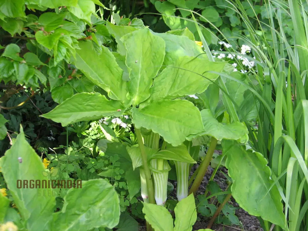 Arisaema Amurense Seeds For Planting: Exquisite Shade Garden Elegance for Enthusiasts of Unique Botanical Treasures - Image 2
