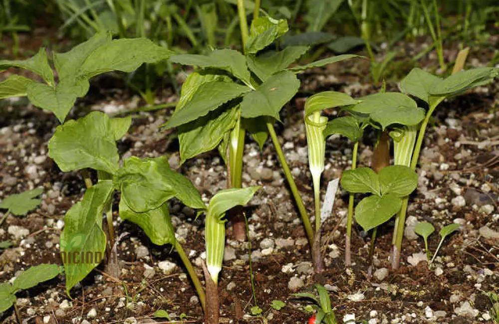 Arisaema Amurense Seeds For Planting: Exquisite Shade Garden Elegance for Enthusiasts of Unique Botanical Treasures - Image 3