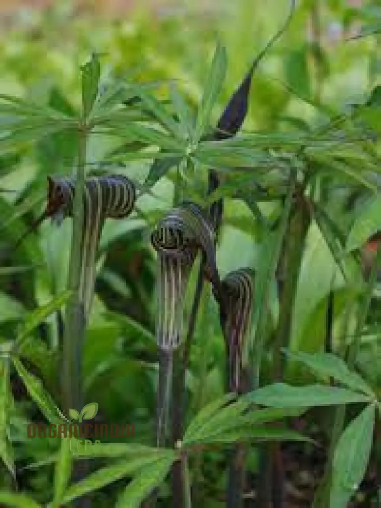 Arisaema Ciliatum Seeds For Planting: Rare Botanical Wonder for Your Enchanting Garden Oasis - Image 2