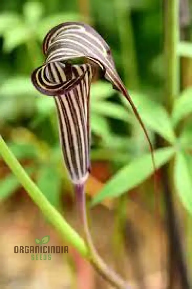 Arisaema Ciliatum Seeds For Planting: Rare Botanical Wonder for Your Enchanting Garden Oasis - Image 3