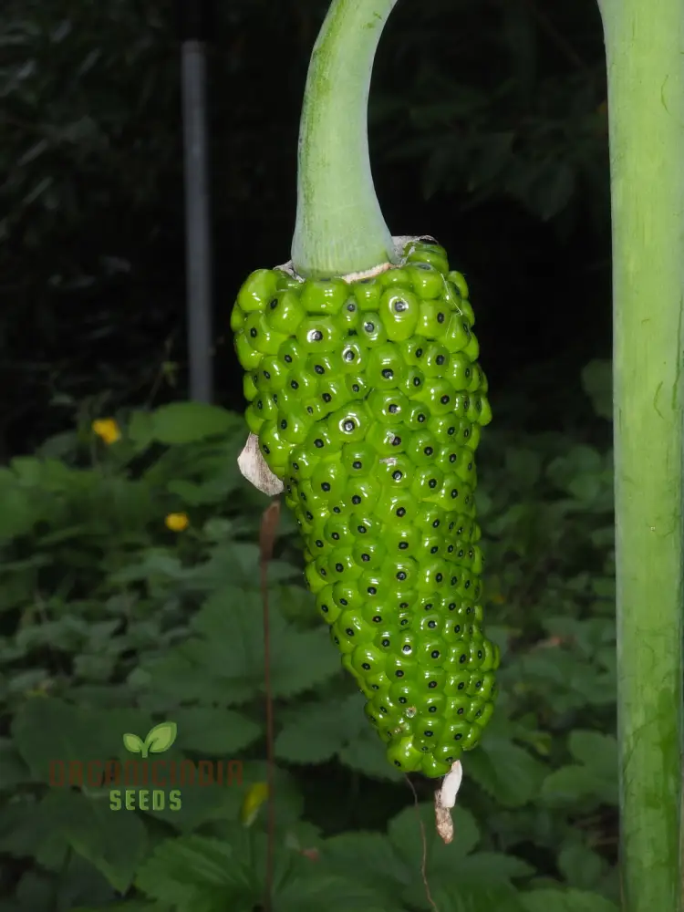 Arisaema Consanguineum Seeds For planting: Exotic and Hardy Shade-Loving Perennial for Unique and Eye-Catching Garden Displays - Image 2