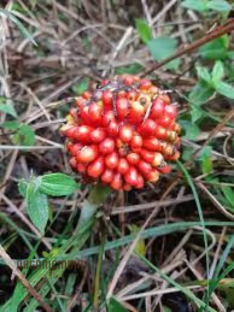 Arisaema Consanguineum Seeds For planting: Exotic and Hardy Shade-Loving Perennial for Unique and Eye-Catching Garden Displays - Image 3
