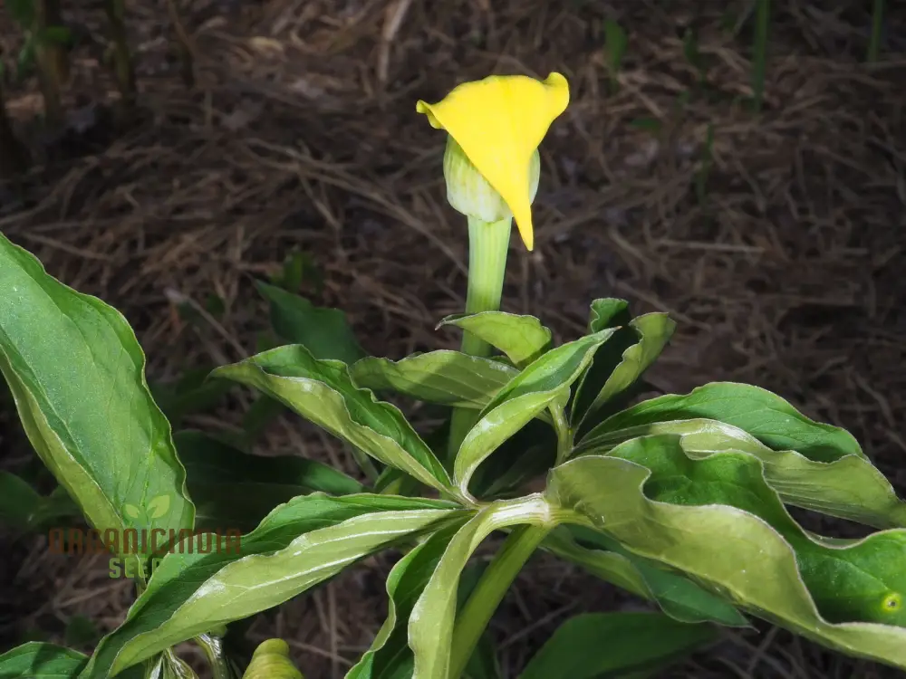 Arisaema Flavum Seeds For Planting: The Ultimate Yellow Cobra Lily for Your Garden - Exotic, Hardy, and Perfect for Adding Unique Beauty to Your Outdoor Space