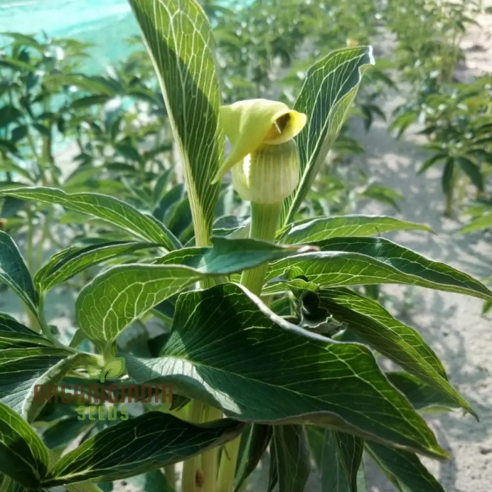 Arisaema Flavum Seeds For Planting: The Ultimate Yellow Cobra Lily for Your Garden - Exotic, Hardy, and Perfect for Adding Unique Beauty to Your Outdoor Space - Image 2