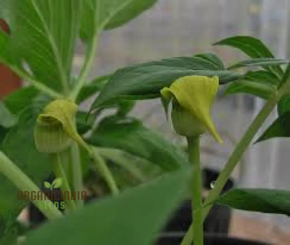 Arisaema Flavum Seeds For Planting: The Ultimate Yellow Cobra Lily for Your Garden - Exotic, Hardy, and Perfect for Adding Unique Beauty to Your Outdoor Space - Image 3