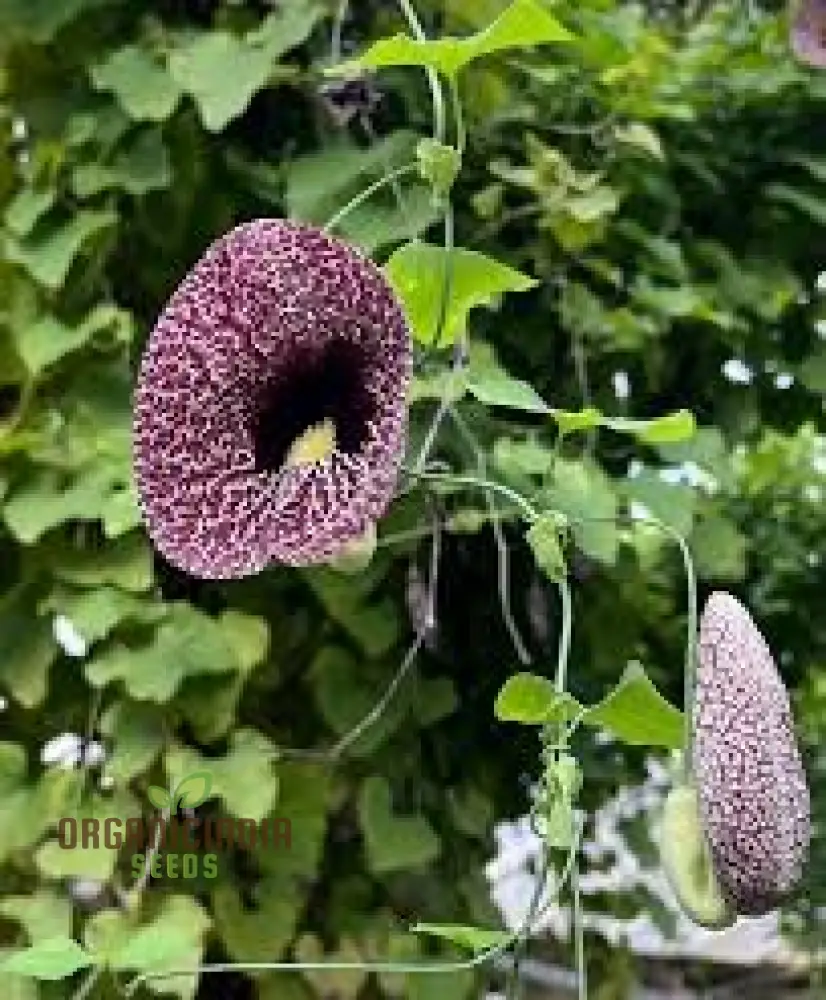 Aristea Capitata Seeds For Planting: Enhance Your Garden with the Majestic Blue Stars of the Cape Iris, A Guide to Cultivating and Caring for This Striking Perennial Beauty - Image 4