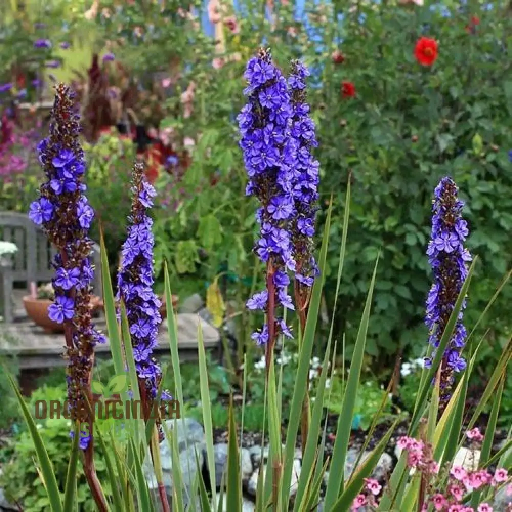 Aristea Capitata Seeds For planting: Enhance Your Garden with the Majestic Blue Stars of the Cape Iris ,A Guide to Cultivating and Caring for This Striking Perennial Beauty