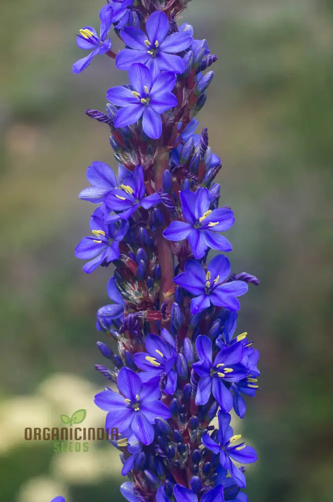Aristea Capitata Seeds For planting: Enhance Your Garden with the Majestic Blue Stars of the Cape Iris ,A Guide to Cultivating and Caring for This Striking Perennial Beauty - Image 3