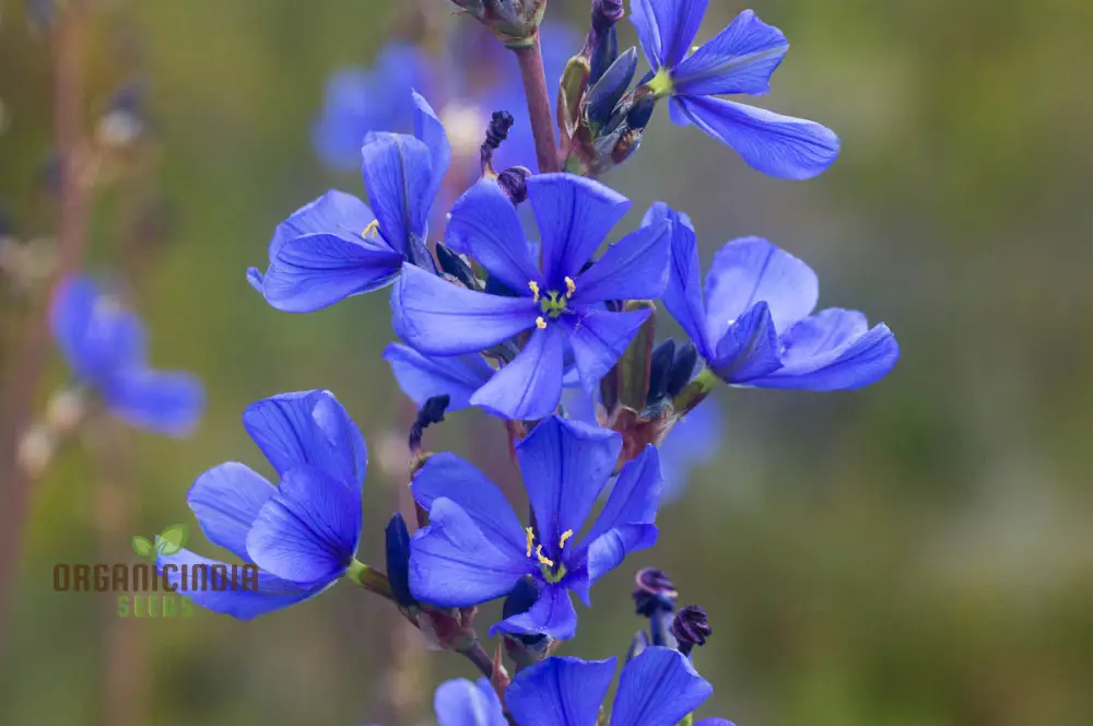 Aristea Capitata Seeds For planting: Enhance Your Garden with the Majestic Blue Stars of the Cape Iris ,A Guide to Cultivating and Caring for This Striking Perennial Beauty - Image 4