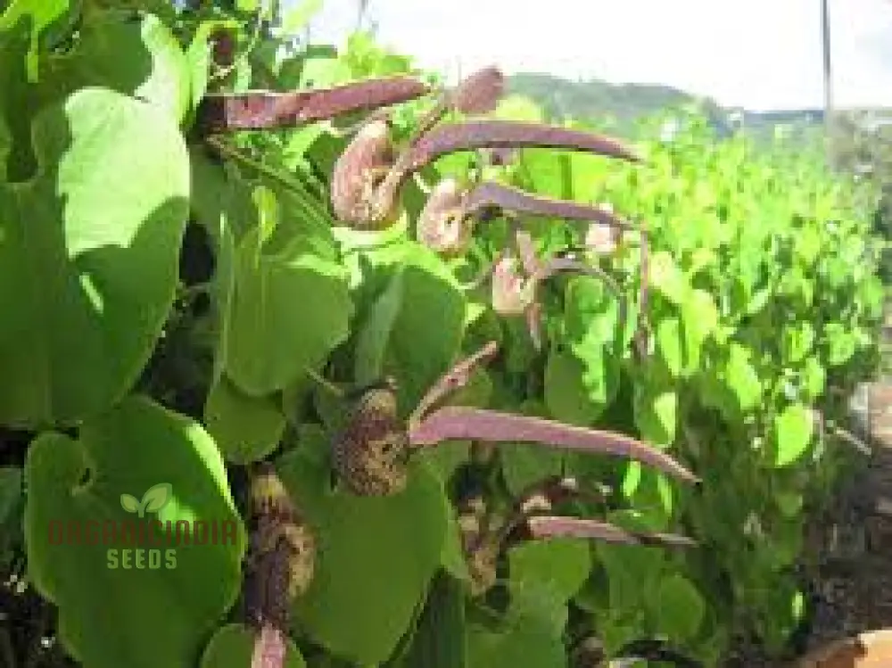 Aristolochia Ringens Seeds For Planting: Rare Vine for Garden Enthusiasts Seeking Unique Botanical Treasures