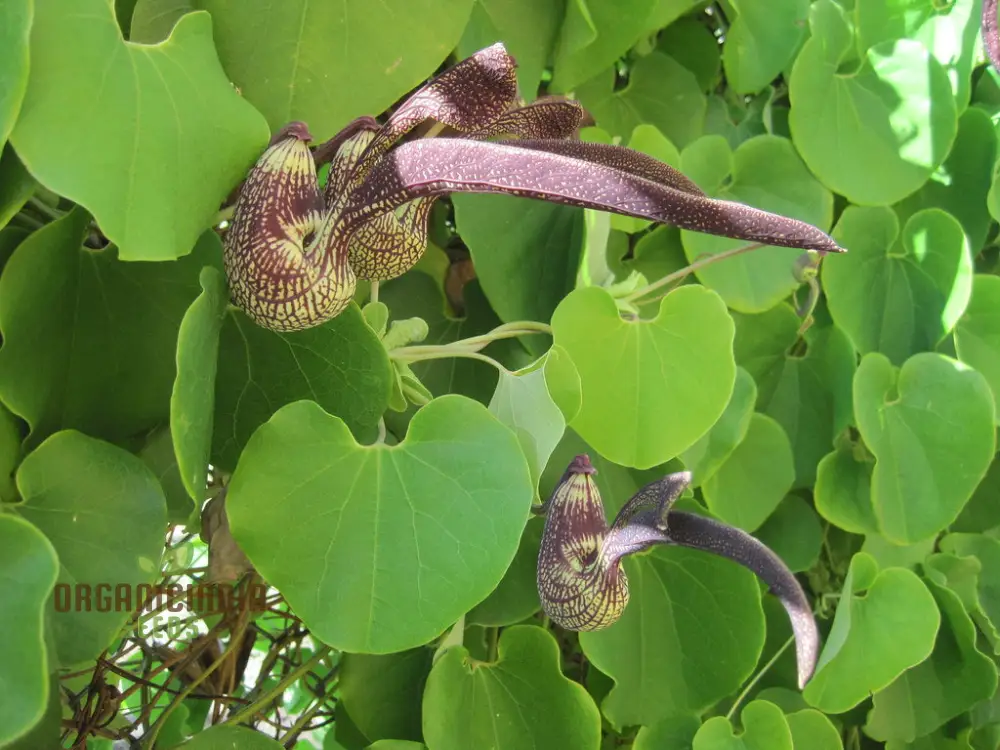 Aristolochia Ringens Seeds For Planting: Rare Vine for Garden Enthusiasts Seeking Unique Botanical Treasures - Image 2