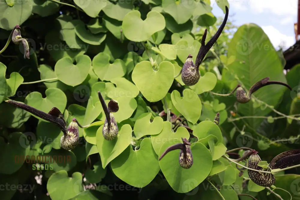 Aristolochia Ringens Seeds For Planting: Rare Vine for Garden Enthusiasts Seeking Unique Botanical Treasures - Image 3