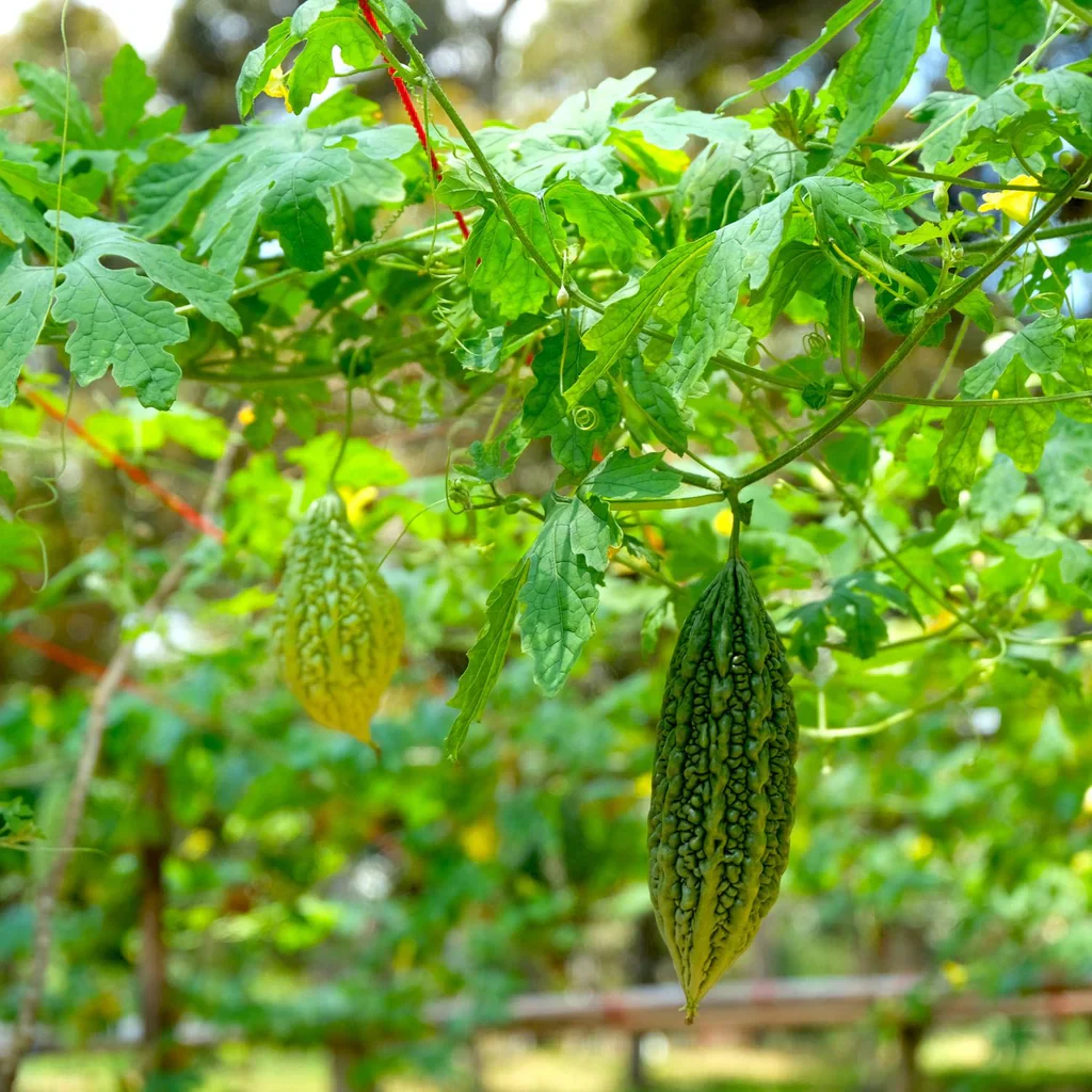 Arka Harit Bitter Gourd Seeds – High-Yield, Premium Quality, Easy to Grow