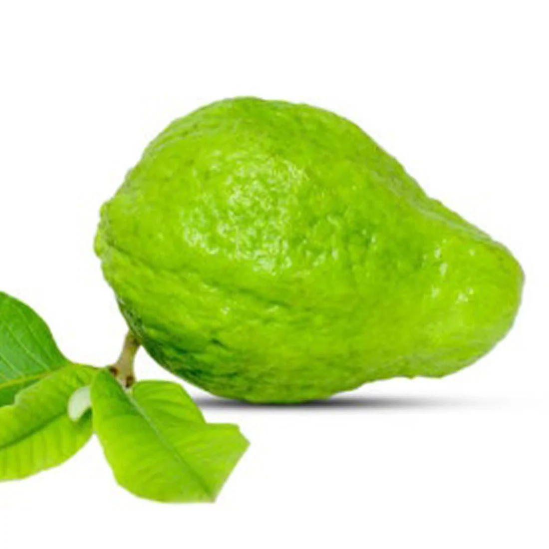 Arka Mridula Guava Seeds – High-Yield Sweet Tropical Fruit for Planting