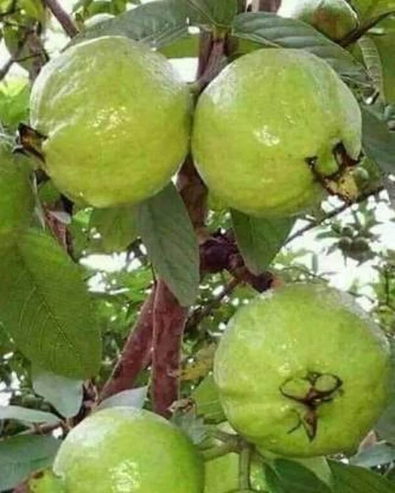 Arka Mridula Guava Seeds – High-Yield Sweet Tropical Fruit for Planting - Image 2