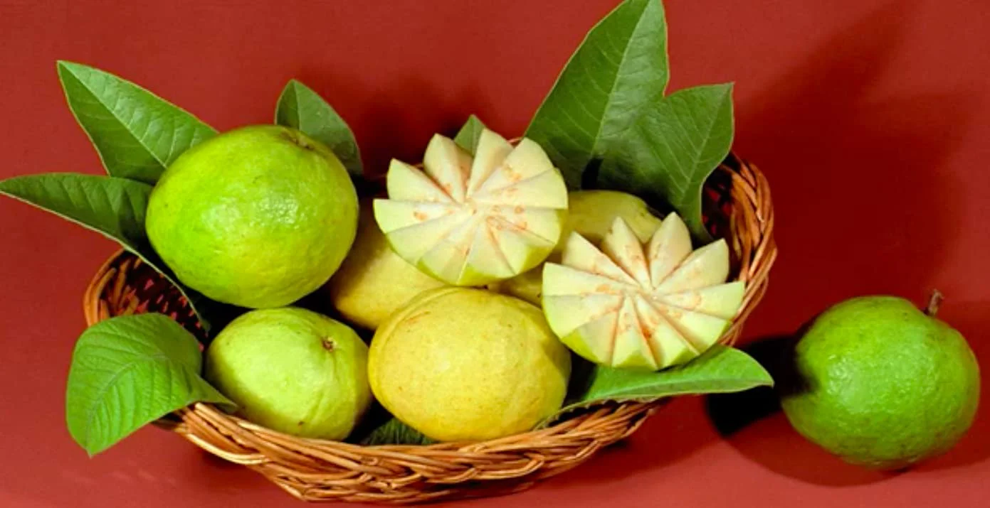 Arka Mridula Guava Seeds – High-Yield Sweet Tropical Fruit for Planting - Image 3