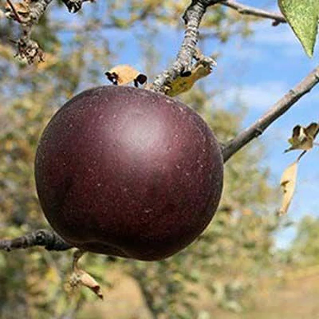 Arkansas Black Apple Seeds for Planting – Crisp, Sweet & Long-Storing Apple Trees - Image 2