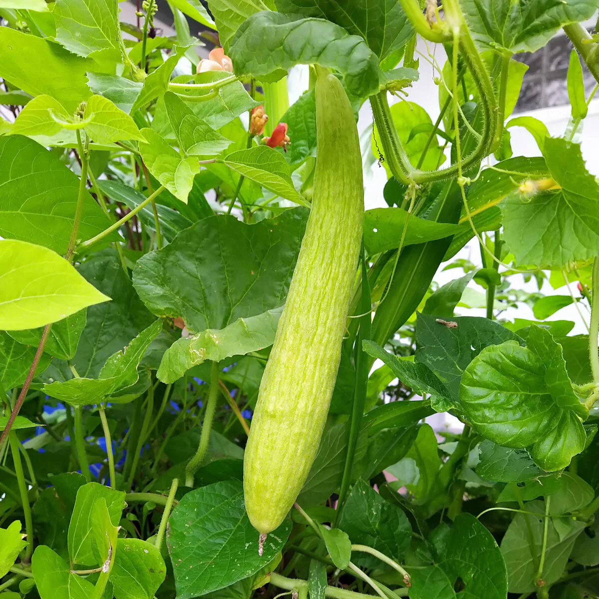 Armenian Cucumber Seeds (Cucumis melo) – Heirloom, Crisp & Sweet - Grow Your Own Cucumbers