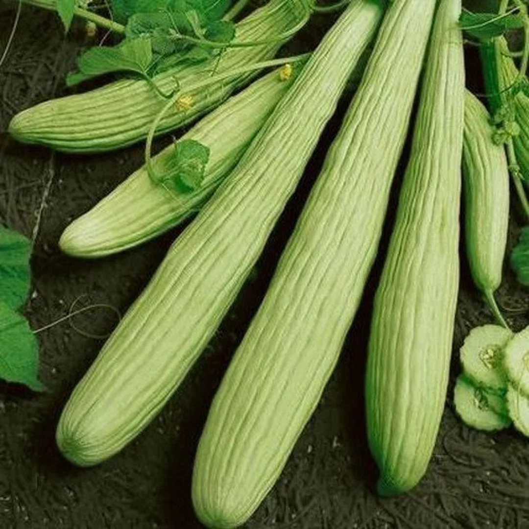 Armenian Cucumber Seeds (Cucumis melo) – Heirloom, Crisp & Sweet - Grow Your Own Cucumbers - Image 2