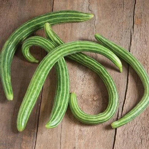 Armenian Cucumber Seeds (Cucumis melo) – Heirloom, Crisp & Sweet - Grow Your Own Cucumbers - Image 3